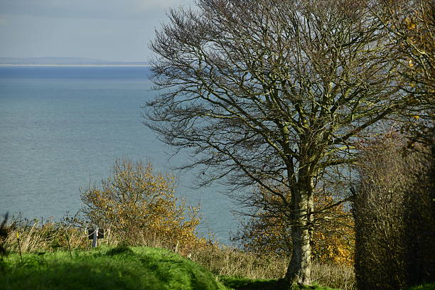 Sunny Autumn landscape and Beech tree.