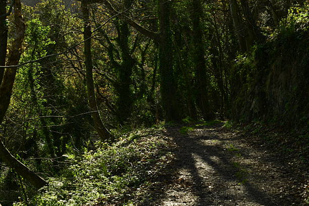 Autumnal trees in sunlight.