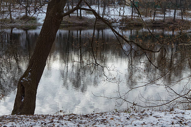 Winter scene with a tree beside a still river, showcasing reflections on the water and the peaceful ambiance of a snowy landscape