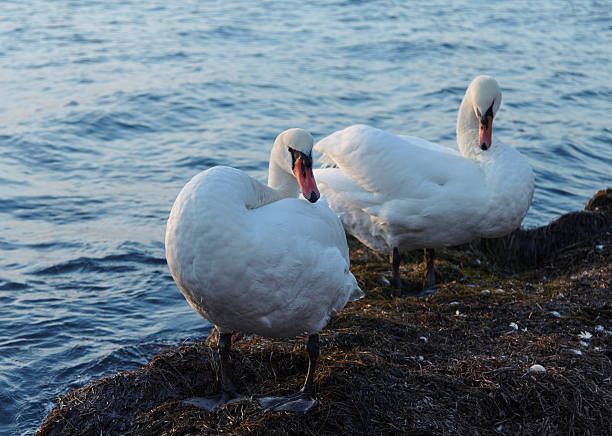 Two beautiful swans are standing near the water's edge, displaying their white feathers and tranquil surroundings in the gentle evening light