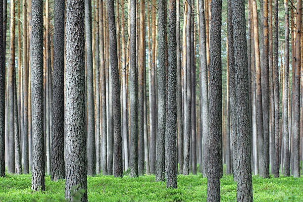 istock Dense tree trunks with brown bark and a green forest floor. The perfect background, nature wallpaper. 2249208566