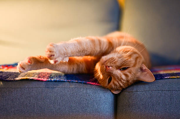 Ginger cat enjoying a cozy moment on a blue sofa with a plaid blanket