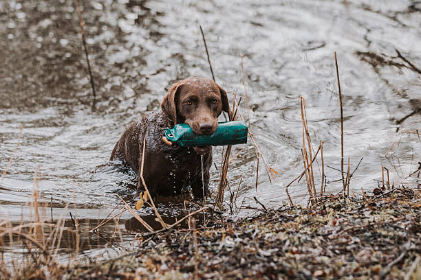 istock Retriever emerging from the water carrying a teal training dummy. 2249210340