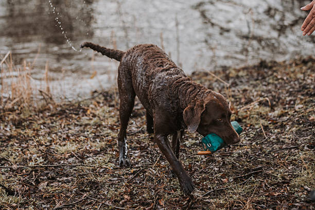 A Chesapeake Bay Retriever walks along the muddy shoreline, dripping water as it carries a teal dummy from a completed retrieve.