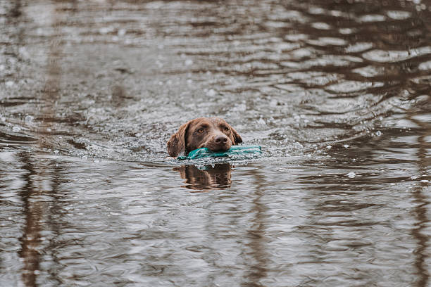 A focused Chesapeake Bay Retriever swims through calm water while securely carrying a teal dummy during a retrieving exercise.