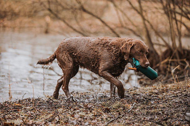 istock A Chesapeake Bay Retriever walking along the riverbank carrying a teal dummy. 2249210384