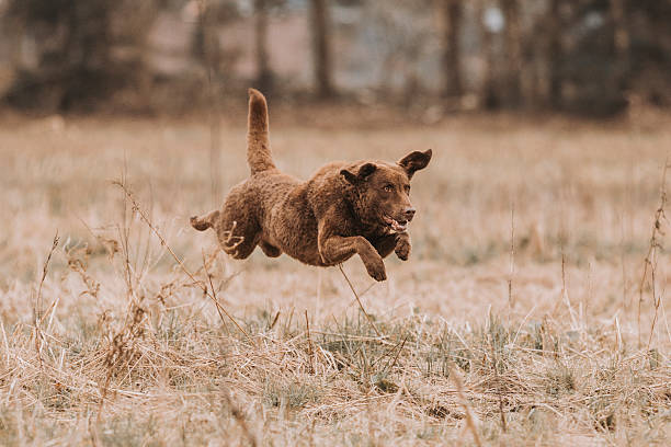 istock Chesapeake Bay Retriever leaping through a grassy field at full speed. 2249210433