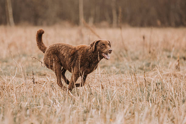 A Chesapeake Bay Retriever trots through a grassy field with a relaxed, open-mouthed expression during an outdoor training session.