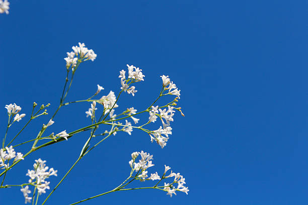 istock gypsophila flowers on sky background 2249214658