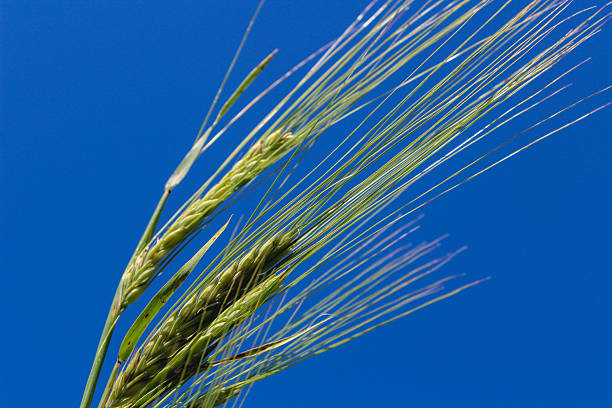 ears of rye on a blue sky background