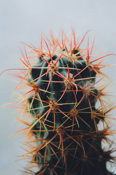 istock Ferocactus in a pot near window 2249214856