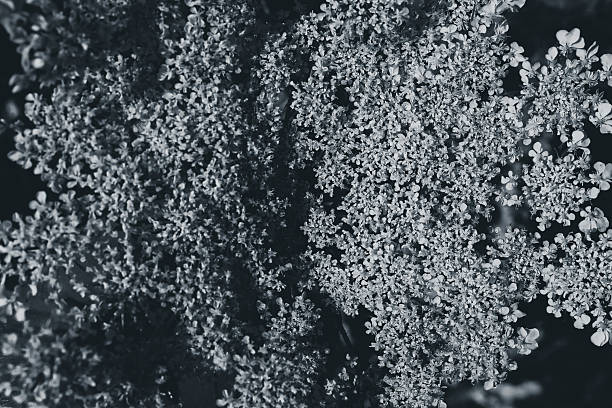 texture of small black and white flowers