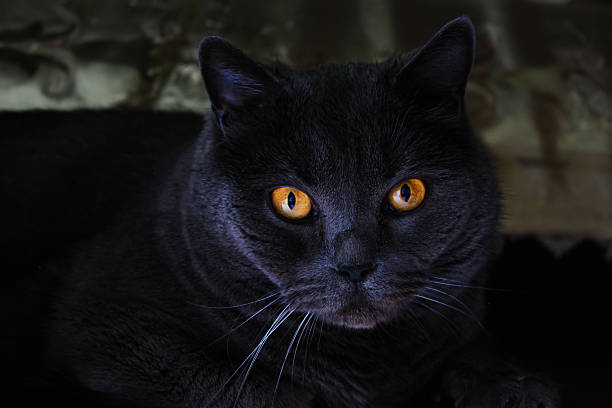 istock British Shorthair cat portrait at home 2249214998
