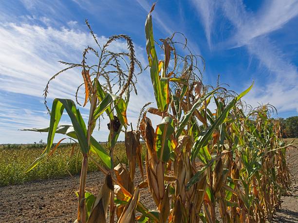 Single row of corn in field in autumn. Sky and crops in northwest Ohio at the Carter historical farm.