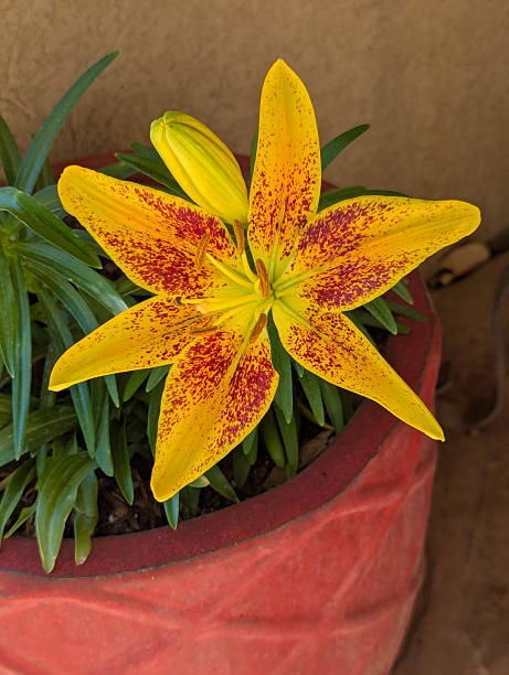 Yellow Lily in Red Flower Pot in spring in Rockville Utah