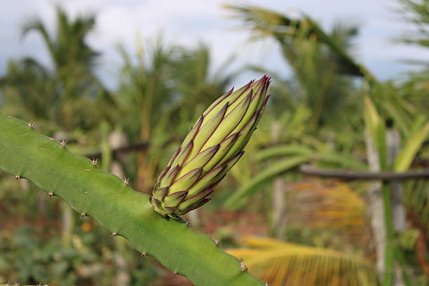 istock Dragon Fruit Bud Growing on the Green Cactus Plant 2249219450
