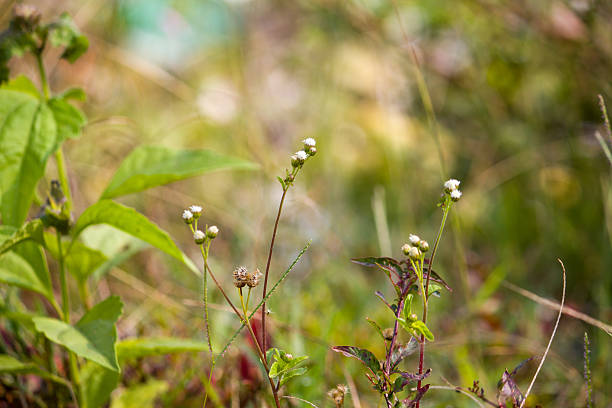 Close-up view of Ageratum conyzoides (Billygoat Weed) growing in a natural environment, featuring its small white flower clusters and slender stems. The soft blurred background highlights the wild plant’s delicate structure and natural habitat.