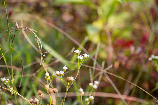 istock Close-up view of Ageratum conyzoides (Billygoat Weed) growing in a natural environment, featuring its small white flower clusters and slender stems. The soft blurred background highlights the wild plant’s delicate structure and natural habitat. 2249219483
