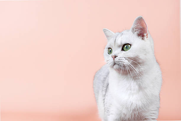 Tabby cat portrait