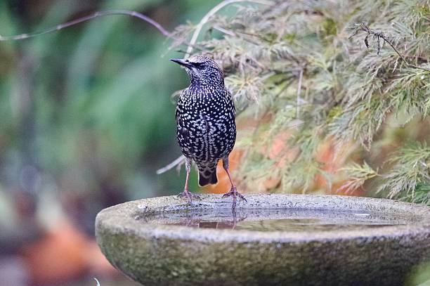 spotless starling bathing
