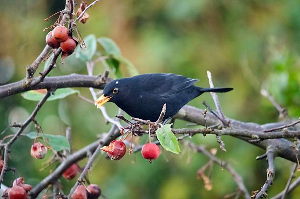 istock Blackbird garden bird eating red ripe crab apples 2249219678