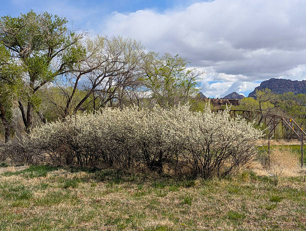 Spring in Rockville Utah along the Virgin River