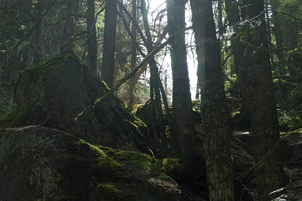 View through the woods on the trail to Avalanche Lake in Glacier National Park