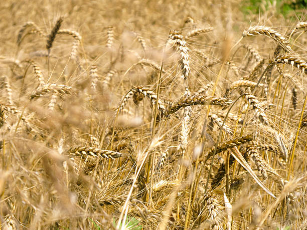 istock Wheat closeup wheat field gold Ukraine 2249220626