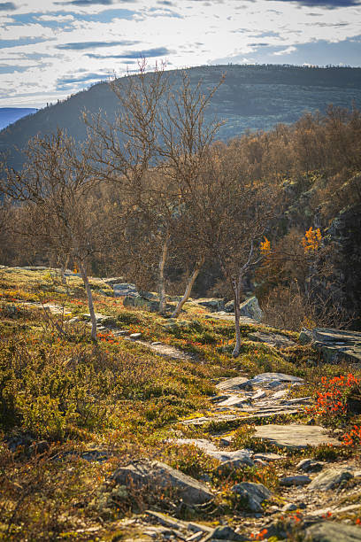 istock Autumn birch trees along rocky mountain trail in Rondane Norway 2249220897