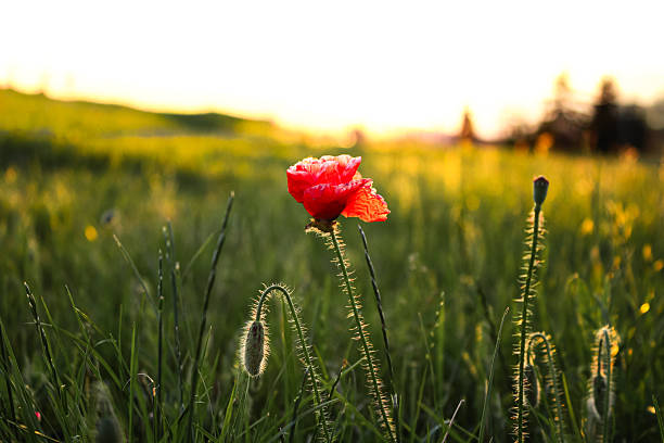 Close up: one red poppy flower grows in the field