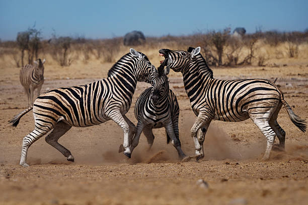 Three fighting zebras. Plains Zebra - Equus quagga formerly Equus burchellii, also common zebra, most common and widespread species of zebra, black and white stripes in savannah.