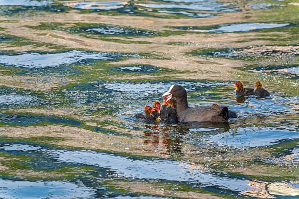 Eurasian Coot with Chicks Swimming on Lake. Eurasian coot family with chicks on a lake among reeds