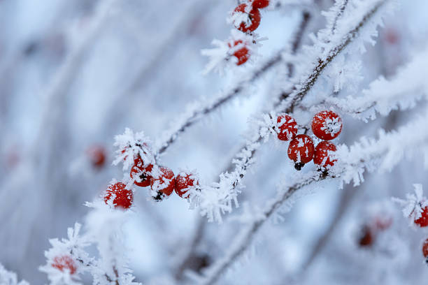 Frosted Branches with Red Berries in a Winter Landscape on a Winter Day, natural background or wallpaper for nature motif