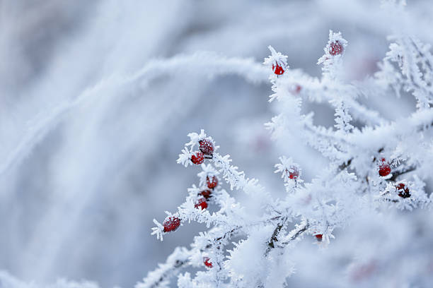 istock Frosted Branches with Red Berries in a Winter Landscape on a Winter Day 2249223602