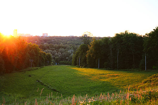 Green field at sunset Holosiiv forest