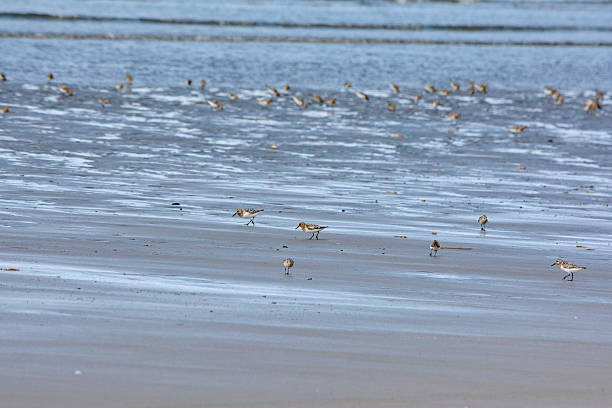 istock Sanderlings on Haida Gwaii 2249224839
