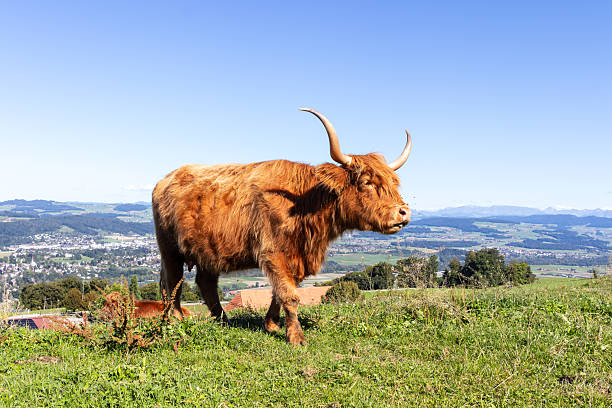 Brown Highland cow grazing on grass in a field during summer.