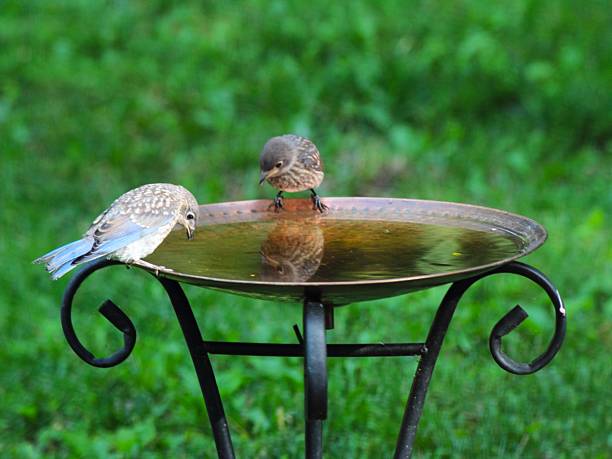 istock Birds on a Garden Birdbath 2249225490