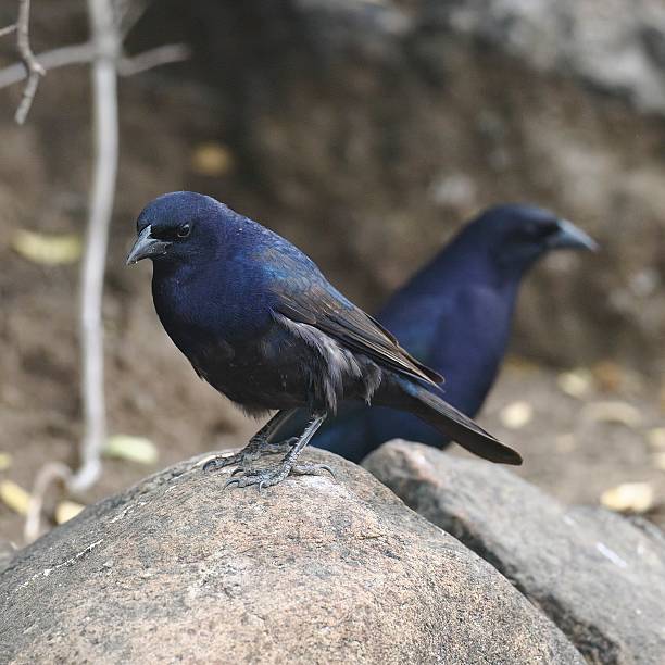 istock Two male Shiny Cowbirds on rocky hillside 2249226891