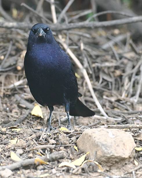 istock A single male Shiny Cowbird on a rocky hillside 2249226893