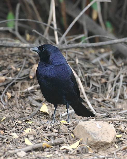 istock A single male Shiny Cowbird on a rocky hillside 2249226896