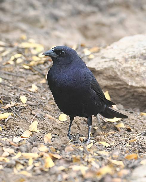 istock A single male Shiny Cowbird on a rocky hillside 2249226898