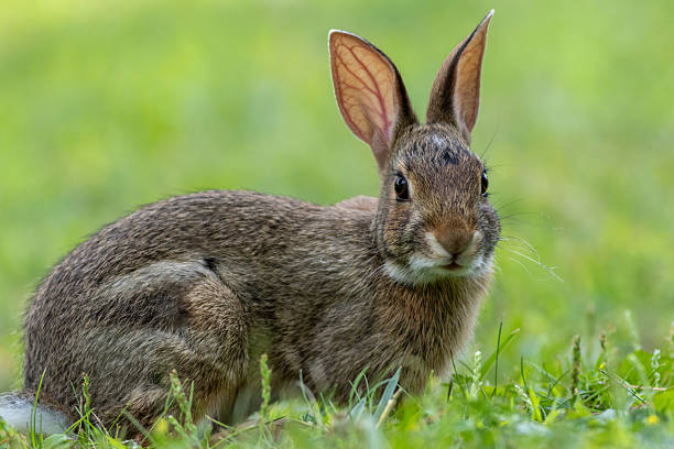 istock Juvenile Eastern Cottontail Rabbit closeup in green grass for Spring and Summer 2249226943