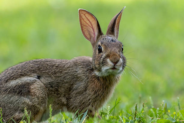 istock Juvenile Eastern Cottontail Rabbit closeup in green grass for Spring and Summer 2249226945
