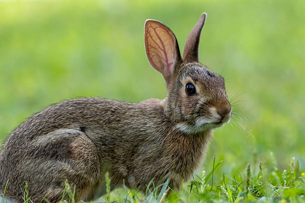istock Juvenile Eastern Cottontail Rabbit closeup in green grass for Spring and Summer 2249226957