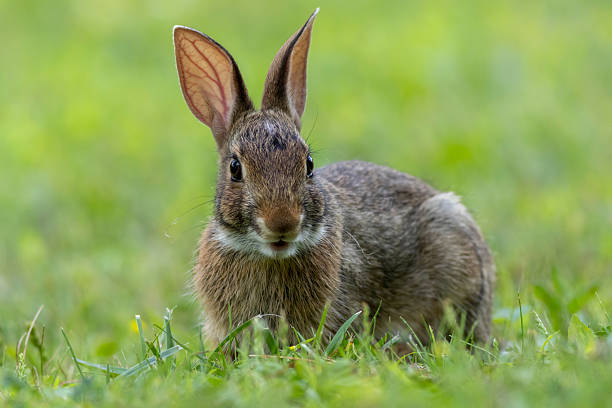istock Juvenile Eastern Cottontail Rabbit closeup in green grass for Spring and Summer 2249226966