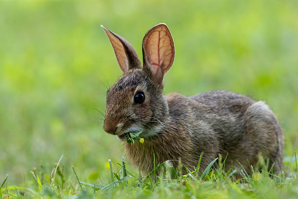 istock Juvenile Eastern Cottontail Rabbit closeup in green grass for Spring and Summer 2249226967