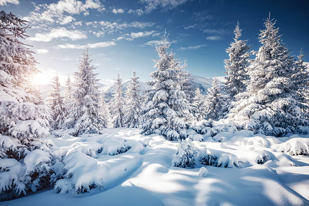 istock Frosty day in snowy coniferous forest. Christmas holiday concept. 2249227164