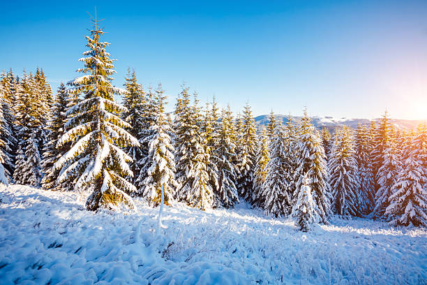 istock Incredible wintry wallpapers. Frosty day in snowy coniferous forest. 2249227563