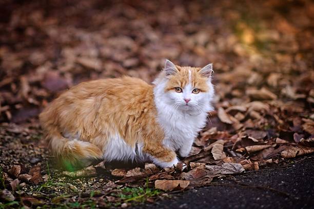 Cute stray kitten sitting among fallen foliage in autumn. Horizontal image with selective focus.
